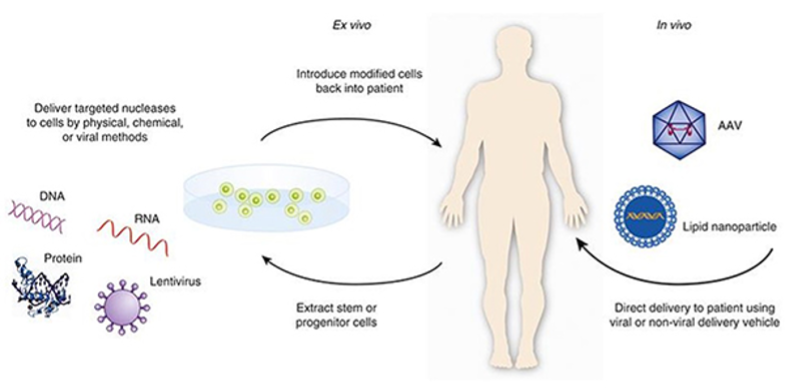 gene therapy diagram